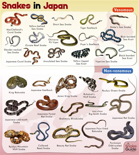 snakes in hokkaido|10 Snake Species Native To Japan .